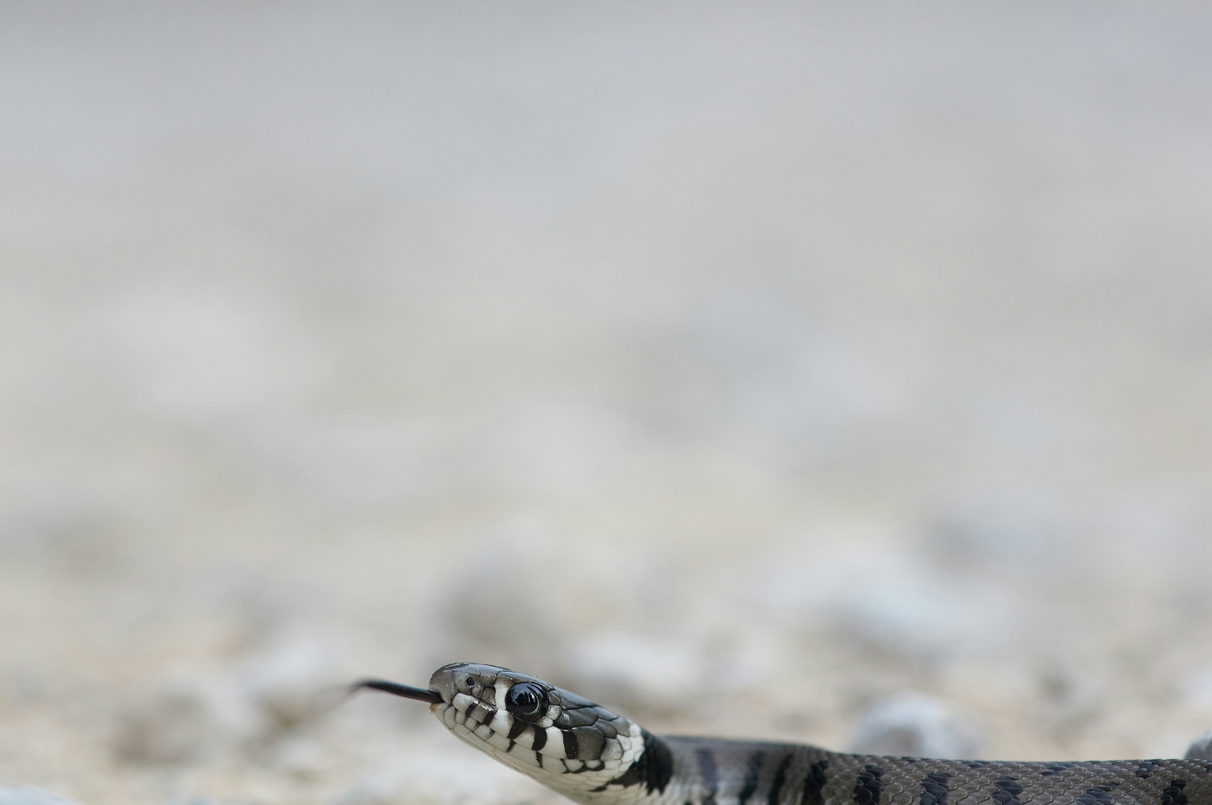 black and white snake on brown soil